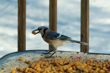 Bu güzel mavi karga burada, karların arasında gagasında fıstıkla duruyor. Bu kuş yiyeceğiyle havalanmak üzere. Bu korvitler mavi, beyaz ve siyah tüyleriyle çok güzel..