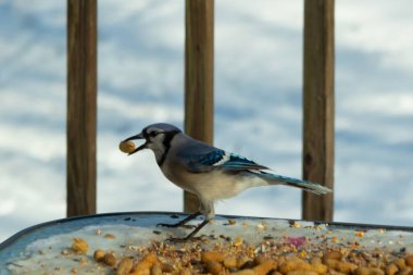 Bu güzel mavi karga burada, karların arasında gagasında fıstıkla duruyor. Bu kuş yiyeceğiyle havalanmak üzere. Bu korvitler mavi, beyaz ve siyah tüyleriyle çok güzel..