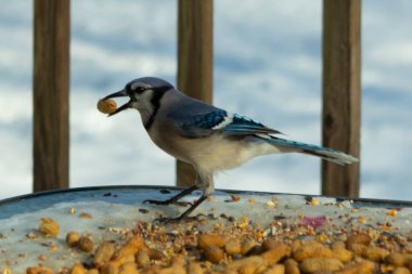 Bu güzel mavi karga burada, karların arasında gagasında fıstıkla duruyor. Bu kuş yiyeceğiyle havalanmak üzere. Bu korvitler mavi, beyaz ve siyah tüyleriyle çok güzel..