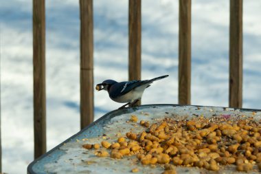 Bu güzel mavi karga burada, karların arasında gagasında fıstıkla duruyor. Bu kuş yiyeceğiyle havalanmak üzere. Bu korvitler mavi, beyaz ve siyah tüyleriyle çok güzel..