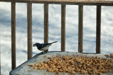 Bu güzel mavi karga burada, karların arasında gagasında fıstıkla duruyor. Bu kuş yiyeceğiyle havalanmak üzere. Bu korvitler mavi, beyaz ve siyah tüyleriyle çok güzel..