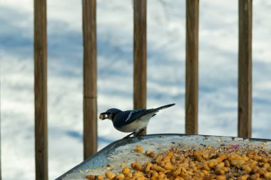 Bu güzel mavi karga burada, karların arasında gagasında fıstıkla duruyor. Bu kuş yiyeceğiyle havalanmak üzere. Bu korvitler mavi, beyaz ve siyah tüyleriyle çok güzel..
