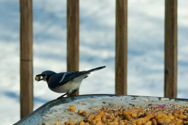Bu güzel mavi karga burada, karların arasında gagasında fıstıkla duruyor. Bu kuş yiyeceğiyle havalanmak üzere. Bu korvitler mavi, beyaz ve siyah tüyleriyle çok güzel..