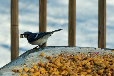 Bu güzel mavi karga burada, karların arasında gagasında fıstıkla duruyor. Bu kuş yiyeceğiyle havalanmak üzere. Bu korvitler mavi, beyaz ve siyah tüyleriyle çok güzel..