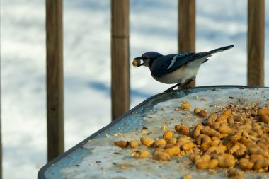 Bu güzel mavi karga burada, karların arasında gagasında fıstıkla duruyor. Bu kuş yiyeceğiyle havalanmak üzere. Bu korvitler mavi, beyaz ve siyah tüyleriyle çok güzel..