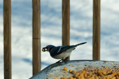 Bu güzel mavi karga burada, karların arasında gagasında fıstıkla duruyor. Bu kuş yiyeceğiyle havalanmak üzere. Bu korvitler mavi, beyaz ve siyah tüyleriyle çok güzel..