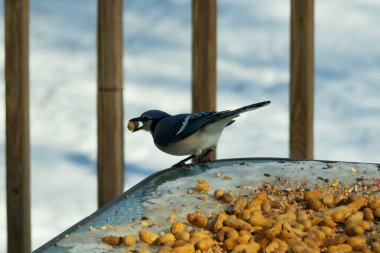 Bu güzel mavi karga burada, karların arasında gagasında fıstıkla duruyor. Bu kuş yiyeceğiyle havalanmak üzere. Bu korvitler mavi, beyaz ve siyah tüyleriyle çok güzel..