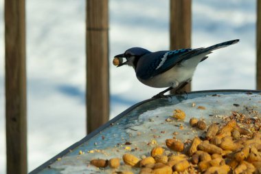 Bu güzel mavi karga burada, karların arasında gagasında fıstıkla duruyor. Bu kuş yiyeceğiyle havalanmak üzere. Bu korvitler mavi, beyaz ve siyah tüyleriyle çok güzel..