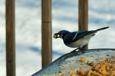 Bu güzel mavi karga burada, karların arasında gagasında fıstıkla duruyor. Bu kuş yiyeceğiyle havalanmak üzere. Bu korvitler mavi, beyaz ve siyah tüyleriyle çok güzel..