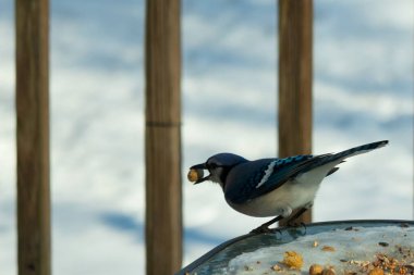 Bu güzel mavi karga burada, karların arasında gagasında fıstıkla duruyor. Bu kuş yiyeceğiyle havalanmak üzere. Bu korvitler mavi, beyaz ve siyah tüyleriyle çok güzel..