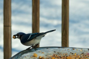 Bu güzel mavi karga burada, karların arasında gagasında fıstıkla duruyor. Bu kuş yiyeceğiyle havalanmak üzere. Bu korvitler mavi, beyaz ve siyah tüyleriyle çok güzel..