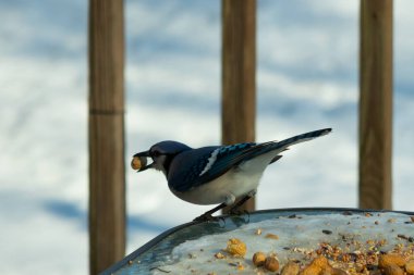 Bu güzel mavi karga burada, karların arasında gagasında fıstıkla duruyor. Bu kuş yiyeceğiyle havalanmak üzere. Bu korvitler mavi, beyaz ve siyah tüyleriyle çok güzel..