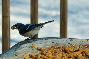 Bu güzel mavi karga burada, karların arasında gagasında fıstıkla duruyor. Bu kuş yiyeceğiyle havalanmak üzere. Bu korvitler mavi, beyaz ve siyah tüyleriyle çok güzel..