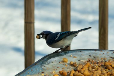 Bu güzel mavi karga burada, karların arasında gagasında fıstıkla duruyor. Bu kuş yiyeceğiyle havalanmak üzere. Bu korvitler mavi, beyaz ve siyah tüyleriyle çok güzel..