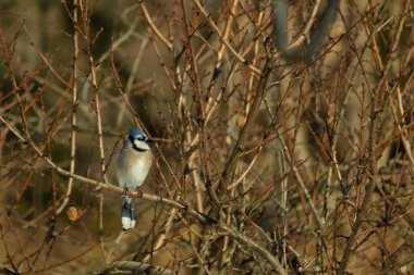 Bu güzel mavi karga bu ağacın dallarına tünemişti. Uzuvların kış mevsimi nedeniyle yaprakları yok. Mavi tüyleri kahverengi sonbahar renklerinden.