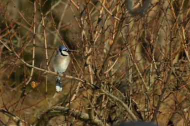 Bu güzel mavi karga bu ağacın dallarına tünemişti. Uzuvların kış mevsimi nedeniyle yaprakları yok. Mavi tüyleri kahverengi sonbahar renklerinden.