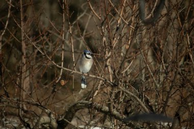 Bu güzel mavi karga bu ağacın dallarına tünemişti. Uzuvların kış mevsimi nedeniyle yaprakları yok. Mavi tüyleri kahverengi sonbahar renklerinden.