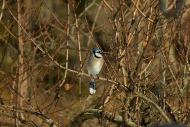 Bu güzel mavi karga bu ağacın dallarına tünemişti. Uzuvların kış mevsimi nedeniyle yaprakları yok. Mavi tüyleri kahverengi sonbahar renklerinden.
