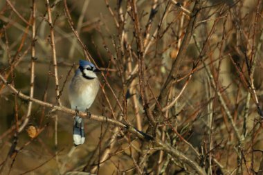 Bu güzel mavi karga bu ağacın dallarına tünemişti. Uzuvların kış mevsimi nedeniyle yaprakları yok. Mavi tüyleri kahverengi sonbahar renklerinden.
