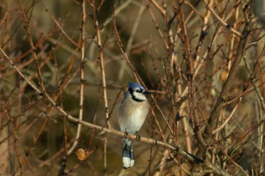 Bu güzel mavi karga bu ağacın dallarına tünemişti. Uzuvların kış mevsimi nedeniyle yaprakları yok. Mavi tüyleri kahverengi sonbahar renklerinden.