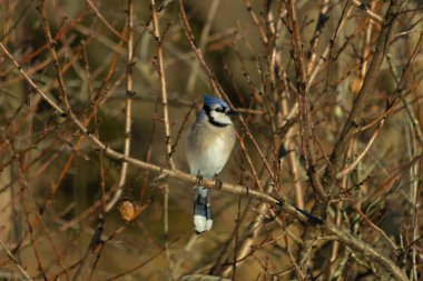 Bu güzel mavi karga bu ağacın dallarına tünemişti. Uzuvların kış mevsimi nedeniyle yaprakları yok. Mavi tüyleri kahverengi sonbahar renklerinden.