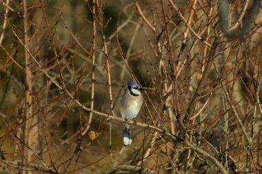 Bu güzel mavi karga bu ağacın dallarına tünemişti. Uzuvların kış mevsimi nedeniyle yaprakları yok. Mavi tüyleri kahverengi sonbahar renklerinden.