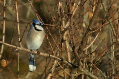 Bu güzel mavi karga bu ağacın dallarına tünemişti. Uzuvların kış mevsimi nedeniyle yaprakları yok. Mavi tüyleri kahverengi sonbahar renklerinden.