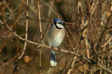 Bu güzel mavi karga bu ağacın dallarına tünemişti. Uzuvların kış mevsimi nedeniyle yaprakları yok. Mavi tüyleri kahverengi sonbahar renklerinden.
