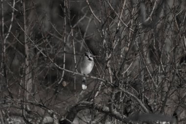 Bu güzel mavi karga bu ağacın dallarına tünemişti. Uzuvların kış mevsimi nedeniyle yaprakları yok. Mavi tüyleri kahverengi sonbahar renklerinden.