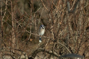 Bu güzel mavi karga bu ağacın dallarına tünemişti. Uzuvların kış mevsimi nedeniyle yaprakları yok. Mavi tüyleri kahverengi sonbahar renklerinden.