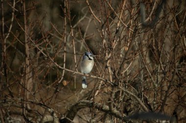 Bu güzel mavi karga bu ağacın dallarına tünemişti. Uzuvların kış mevsimi nedeniyle yaprakları yok. Mavi tüyleri kahverengi sonbahar renklerinden.