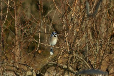 Bu güzel mavi karga bu ağacın dallarına tünemişti. Uzuvların kış mevsimi nedeniyle yaprakları yok. Mavi tüyleri kahverengi sonbahar renklerinden.