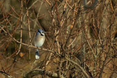 Bu güzel mavi karga bu ağacın dallarına tünemişti. Uzuvların kış mevsimi nedeniyle yaprakları yok. Mavi tüyleri kahverengi sonbahar renklerinden.