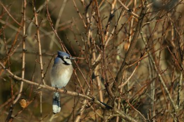Bu güzel mavi karga bu ağacın dallarına tünemişti. Uzuvların kış mevsimi nedeniyle yaprakları yok. Mavi tüyleri kahverengi sonbahar renklerinden.