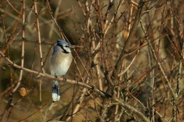 Bu güzel mavi karga bu ağacın dallarına tünemişti. Uzuvların kış mevsimi nedeniyle yaprakları yok. Mavi tüyleri kahverengi sonbahar renklerinden.
