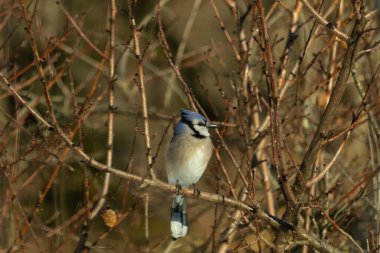 Bu güzel mavi karga bu ağacın dallarına tünemişti. Uzuvların kış mevsimi nedeniyle yaprakları yok. Mavi tüyleri kahverengi sonbahar renklerinden.