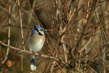 Bu güzel mavi karga bu ağacın dallarına tünemişti. Uzuvların kış mevsimi nedeniyle yaprakları yok. Mavi tüyleri kahverengi sonbahar renklerinden.
