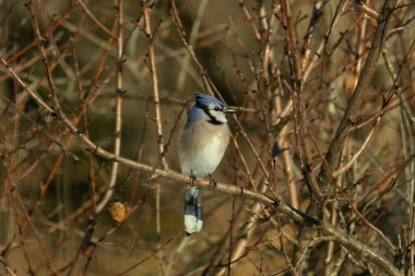 Bu güzel mavi karga bu ağacın dallarına tünemişti. Uzuvların kış mevsimi nedeniyle yaprakları yok. Mavi tüyleri kahverengi sonbahar renklerinden.