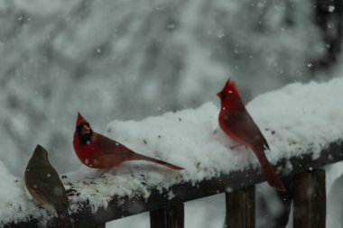 Bu güzel kardinaller korkuluklarda beraberdiler. Kar yağıyordu. Kuşlar bu kış günü kuş yemi almaya çalışıyorlardı. Oğlan parlak kırmızı, kız ise bakır gibi kahverengi..