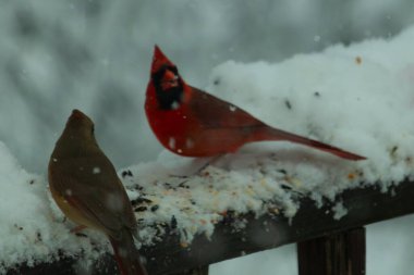 Bu güzel kardinaller korkuluklarda beraberdiler. Kar yağıyordu. Kuşlar bu kış günü kuş yemi almaya çalışıyorlardı. Oğlan parlak kırmızı, kız ise bakır gibi kahverengi..