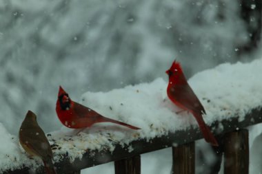 Bu güzel kardinaller korkuluklarda beraberdiler. Kar yağıyordu. Kuşlar bu kış günü kuş yemi almaya çalışıyorlardı. Oğlan parlak kırmızı, kız ise bakır gibi kahverengi..