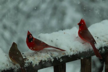 Bu güzel kardinaller korkuluklarda beraberdiler. Kar yağıyordu. Kuşlar bu kış günü kuş yemi almaya çalışıyorlardı. Oğlan parlak kırmızı, kız ise bakır gibi kahverengi..