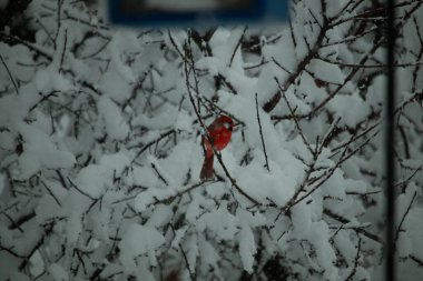 Bu güzel kırmızı erkek kardinal güzel kırmızı tüyleriyle göze çarpıyor. Onun küçük siyah maskesi ileriye odaklandı. Çok fazla beyaz karın arasına tünemiş ona güzel bir kış bakışı veriyor..