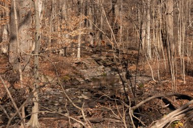 Bu güzel bir ormanlık alanın güzel bir görüntüsü. Etraftaki kahverengilerin düşüşü. Küçük bir dere akıyor. Kış mevsimi nedeniyle yaprakları dökülmüş. Burası birçokları için bir sığınak..
