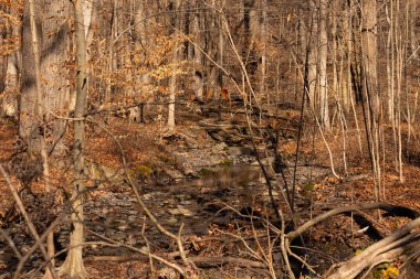 Bu güzel bir ormanlık alanın güzel bir görüntüsü. Etraftaki kahverengilerin düşüşü. Küçük bir dere akıyor. Kış mevsimi nedeniyle yaprakları dökülmüş. Burası birçokları için bir sığınak..