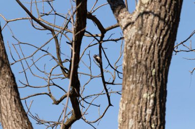 Bu güzel ağaçkakan bu ağacın dalına tünemişti. Kafasındaki kırmızı, erkek olduğunu gösteriyor. Arkadaki mavi gökyüzünden süzülen siyah beyaz tüyler.
