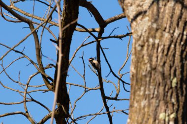 Bu güzel ağaçkakan bu ağacın dalına tünemişti. Kafasındaki kırmızı, erkek olduğunu gösteriyor. Arkadaki mavi gökyüzünden süzülen siyah beyaz tüyler.