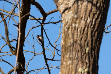 Bu güzel ağaçkakan bu ağacın dalına tünemişti. Kafasındaki kırmızı, erkek olduğunu gösteriyor. Arkadaki mavi gökyüzünden süzülen siyah beyaz tüyler.