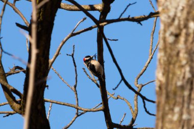 Bu güzel ağaçkakan bu ağacın dalına tünemişti. Kafasındaki kırmızı, erkek olduğunu gösteriyor. Arkadaki mavi gökyüzünden süzülen siyah beyaz tüyler.