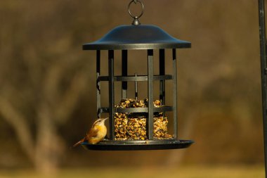 Bu tatlı küçük Carolina Wren kuş yemliğinin kara kafesine tutunuyor. İçinde kuş yemi kekleri olan yapı. Bu kuşun kahverengi tüyleri neredeyse çevreye karışıyor..